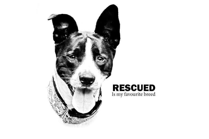 Sneak peek at the new #animalrescue t-shirts coming soon in time for Christmas! <a href="/BPRAnimalRescue/">BrokenPromisesRescue</a>