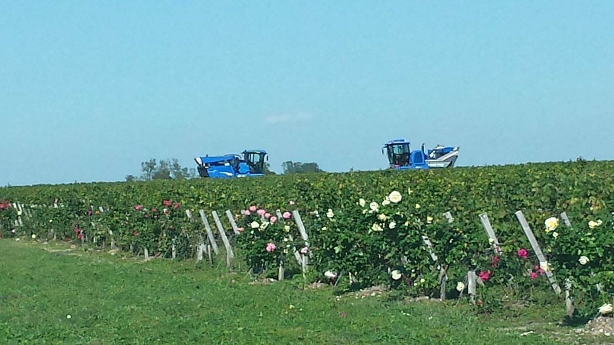oenoBlogue's tweet photo. Bilan des #vendanges2015 : un #millésime2015 sous le signe de la qualité ! https://t.co/I74rrmlMxE @VigneronsCoop https://t.co/vm3HZyMbKz