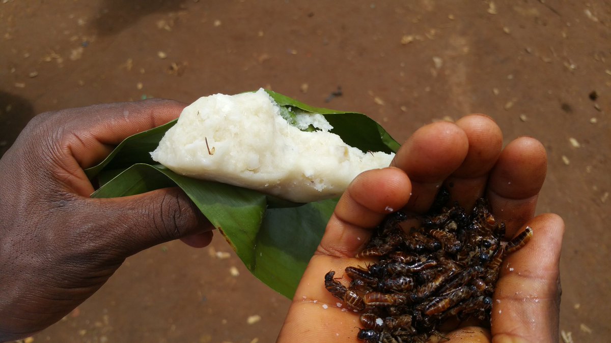 willynyamitwe's tweet photo. #Burundi : Devoir de mémoire à #Ibuga, nourriture des combattants du @CnddFdd à l'époque de la guerre. Ici termites https://t.co/11D2fTz4Zd