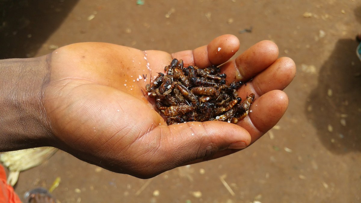 willynyamitwe's tweet photo. #Burundi : Devoir de mémoire à #Ibuga, nourriture des combattants du @CnddFdd à l'époque de la guerre. Ici termites https://t.co/11D2fTz4Zd