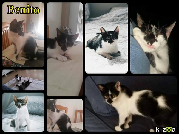 sosgatosmurcia's tweet photo. Benito y Ralph,nuestros vaquitas sin suerte,tienen mucho que vivir y #unmundoporver! Ayúdales a lograr #adopción,RT! https://t.co/qHDkWWt2dR