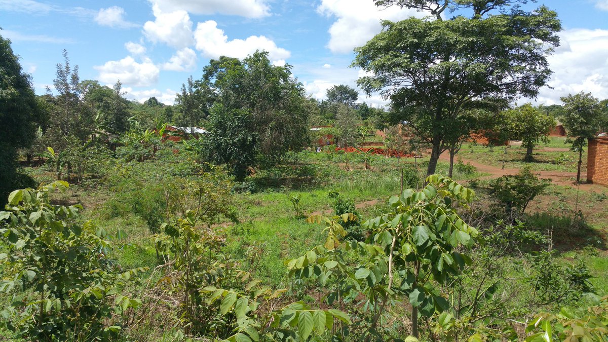 willynyamitwe's tweet photo. #Burundi : A #Ibuga, moment de revisiter les termitières qui servaient de remparts pour les combattants du @CnddFdd https://t.co/IvsXPt5doX