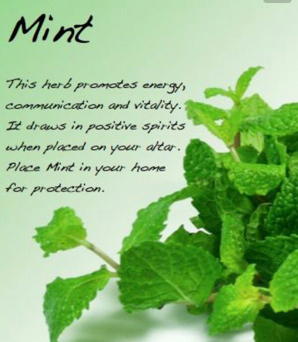 TheHekateWitch's tweet photo. Mint's Positive Energy! #positiveenergy  #pagan #wicca https://t.co/40o1Q46Inh