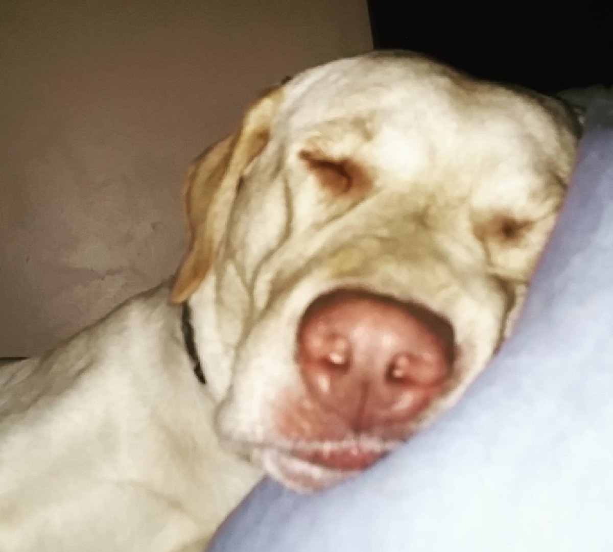 KkKrag's tweet photo. Gauge Dreaming of Ducks @RealtreeDog @Cabelas https://t.co/yEMdJi3EkZ