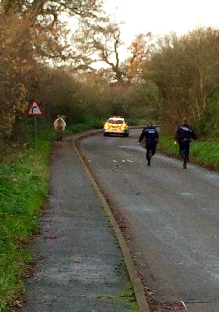 George Sharrard tweet media