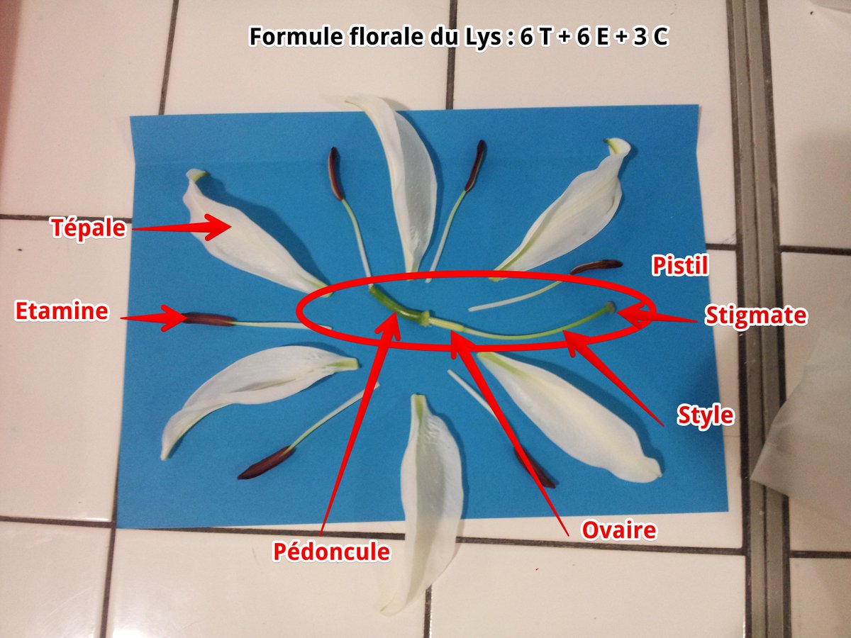 chloe_sip's tweet photo. Le transport du grain de pollen vers le stigmate se fait grâce aux abeilles #FloraTS2015 #TSfleurfruit2015 https://t.co/4nzylptRRw