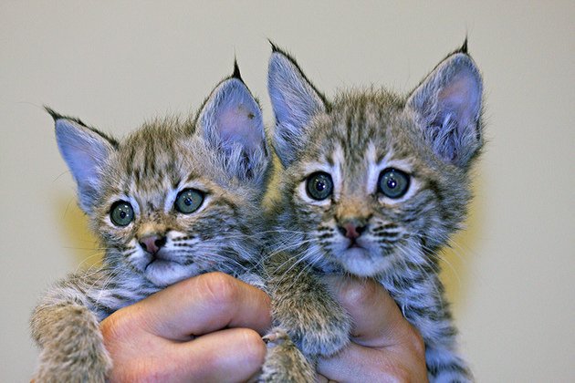 AmyRoseKathryn's tweet photo. It's Official: Bobcat Trapping Banned in California https://t.co/dHLIkAnwJv https://t.co/9mH3nj1E7S