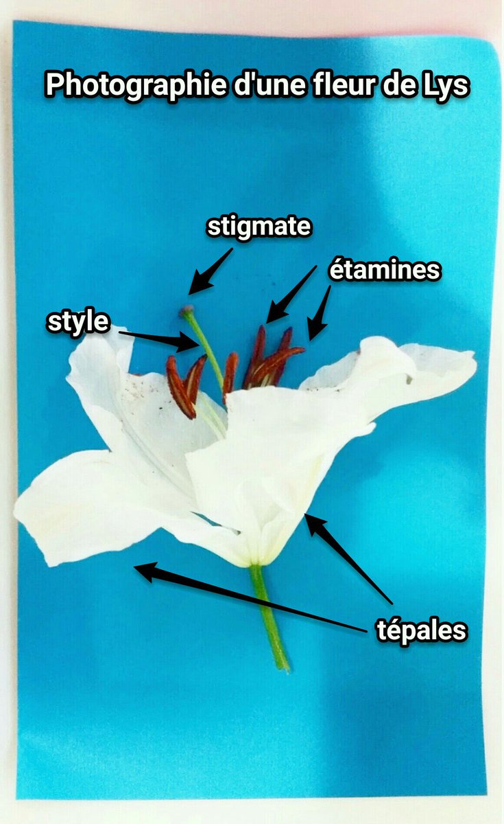 Florence1502's tweet photo. Les fleurs possèdent des étamines (organes mâles) qui produisent des grains de pollen #TSFleurFruit2015 #FloraTS2015 https://t.co/6Vv7pp1SlE