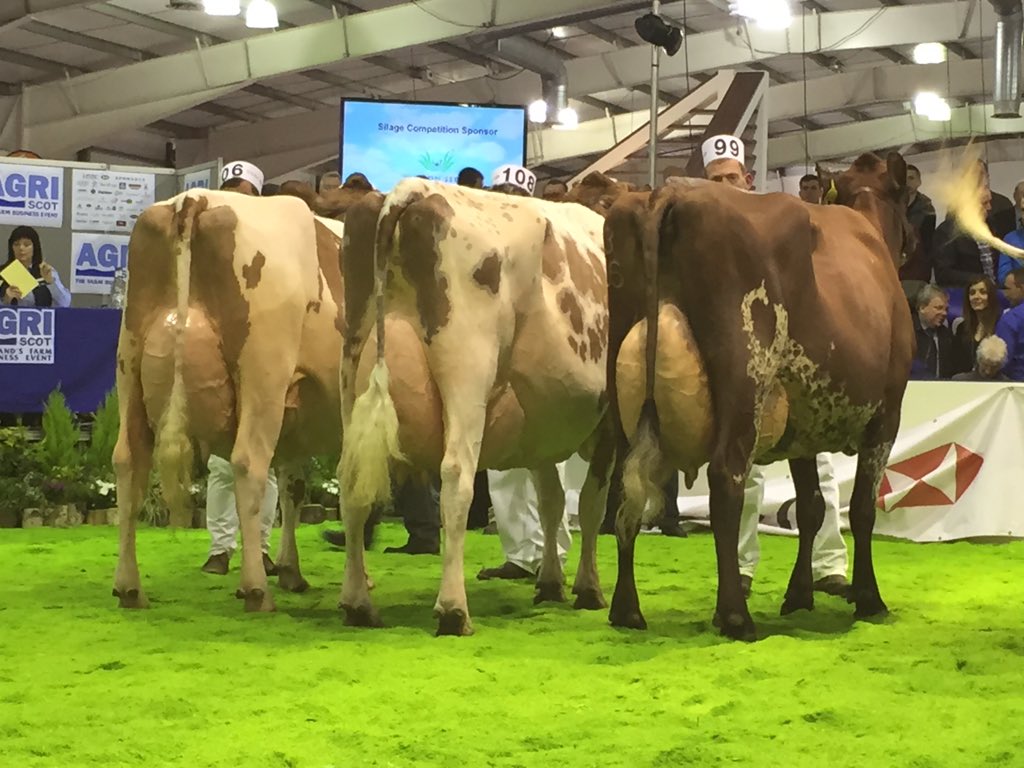 We were pleased to be reserve Ayrshire with the fifth calver Mayflower 240 and reserve Red&amp;White heifer <a href="/AgriScot/">AgriScot</a>