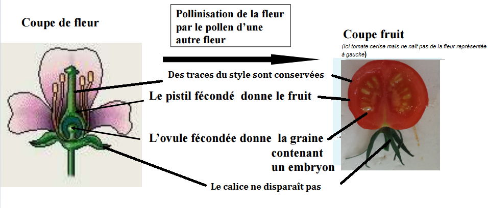 KimberleyCTran's tweet photo. La pollinisation permet la transformation des fleurs en fruits, source de nourriture #TSfleurfruit2015 #FloraTS2015 https://t.co/hHqpeBhdnS