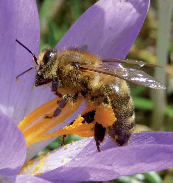 Florence1502's tweet photo. Les abeilles peuvent amasser plus de 500 000 grains de pollen sur une patte. #TSFleurFruit2015 #FloraTS2015 https://t.co/jBqtUPZgd2