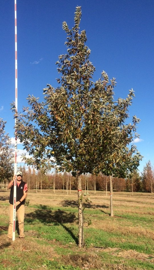 Dftrees's tweet image. Know anything about Chinkapin #oaks? They hold a lot of character! Check out this 5" #dftrees #trees