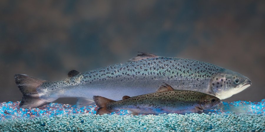 repdonyoung's tweet image. FDA approves #GEsalmon  harebrained decision shows fed agencies incapable of commonsense
1.usa.gov/1X15jz2