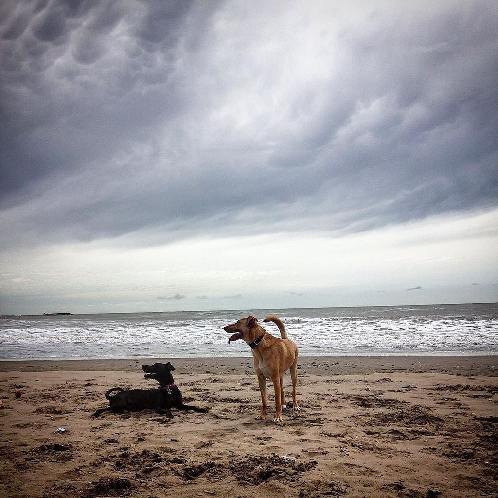 AmeliaMcPhoto's tweet photo. #dogfriends on the #beach in #mardelplata #stormy #beachlife #sandydogs https://t.co/kidoYKIuUi https://t.co/PTrwdwyyHT