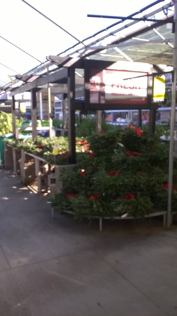 Christmas Tree🎄  kick off... At 8976