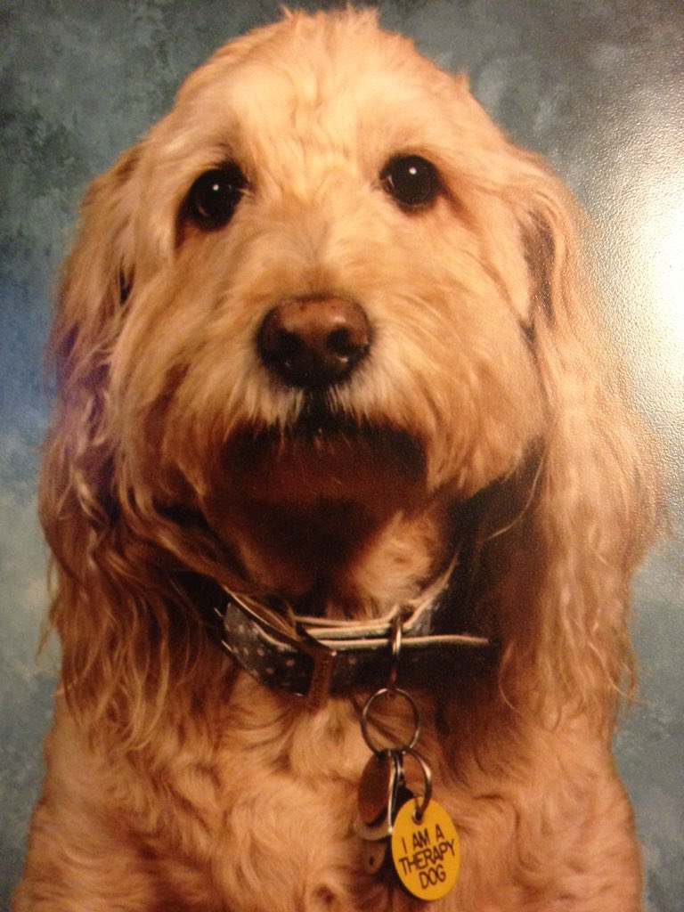 CRicchetti3's tweet image. Recent dictionary. Com words of the day:  My daughter is a slugabed, my dog, indefatigable.