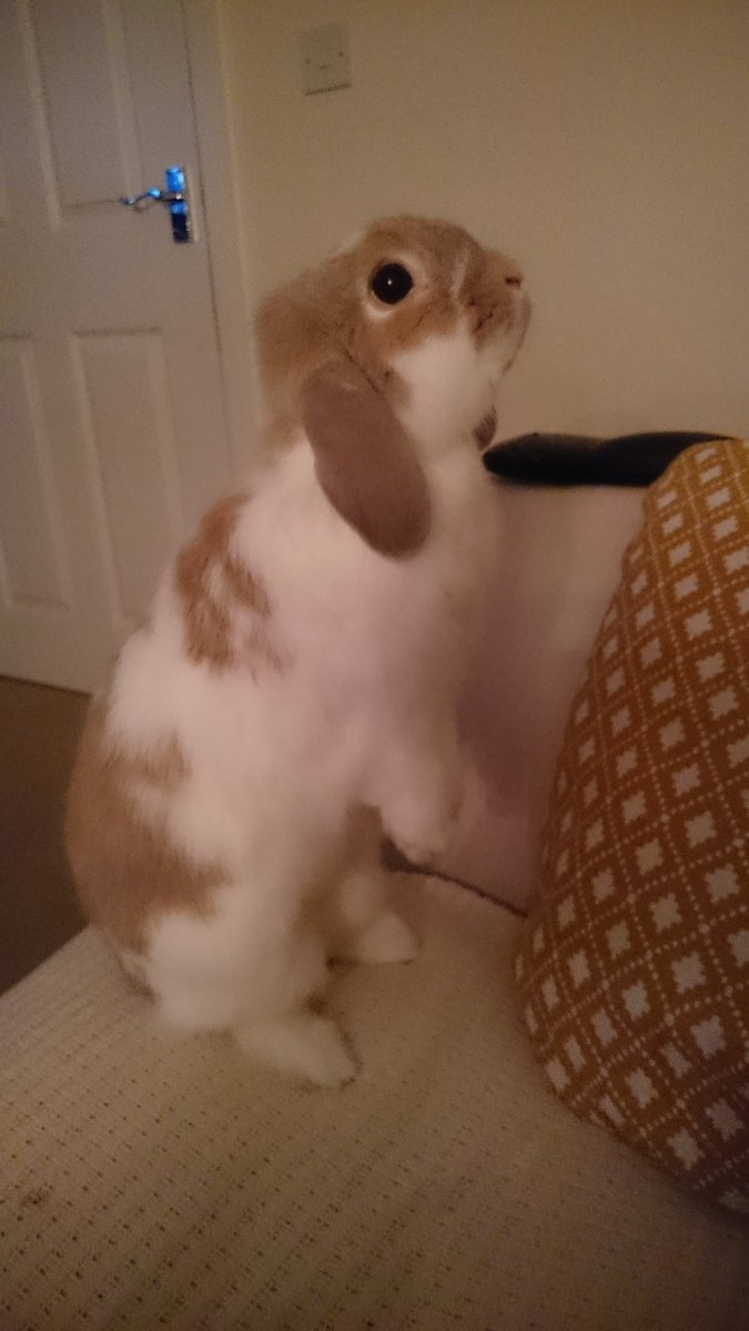 Roo_Ollie's tweet photo. What's up there? Is it treats? I'm sure I can smell something! Rx #peroscoping https://t.co/18HOttqEAr
