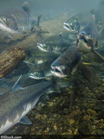 sciam's tweet photo. Salmon is now the first transgenic animal to be approved for human consumption in the U.S. https://t.co/Jgkmw1ae0B https://t.co/f0yYJCMBcN