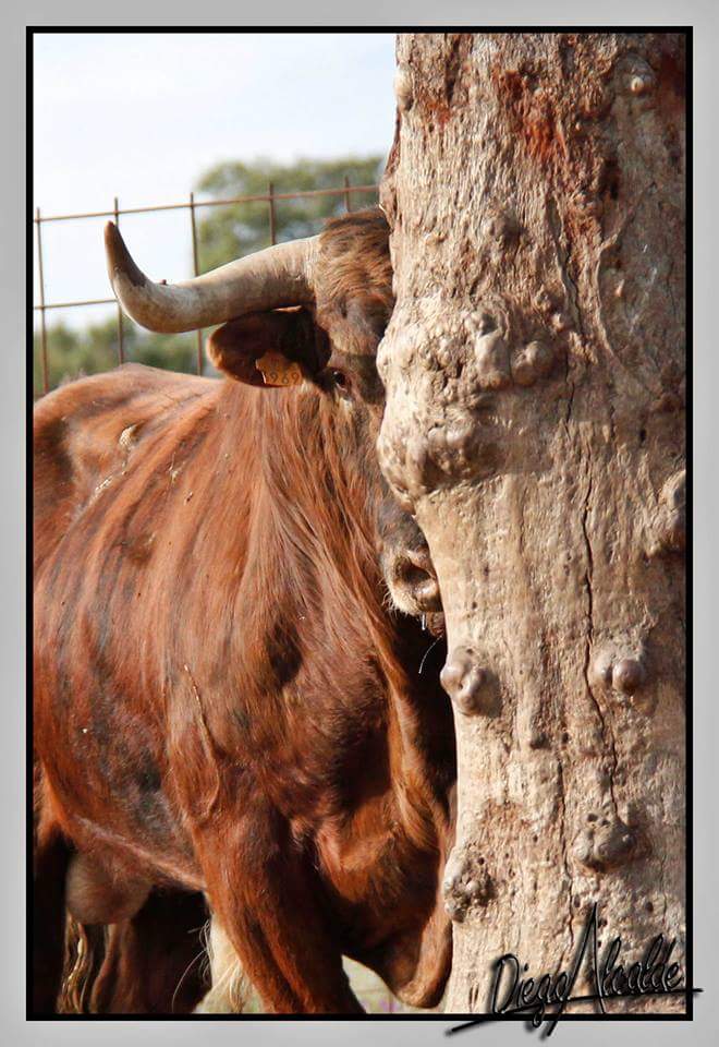 Jugando al escondite?? <a href="/Ehtoroeventos/">ehtoro.com</a> #MartinLorca <a href="/TorosCarmen/">Ganaderia Carmen Valiente</a>