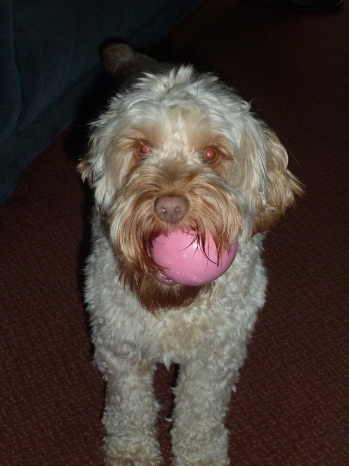 The_Animal_Team's tweet photo. #missing #lost #Radcliffe #manchester IZzY https://t.co/i8yckjfTOu