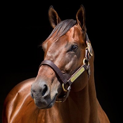 Brisnet's tweet photo. MG1 winner & millionaire Tiago dead at age 11 from "inoperable chronic digestive disorder"
https://t.co/5wOQqzQf3b https://t.co/BJIwiV7430