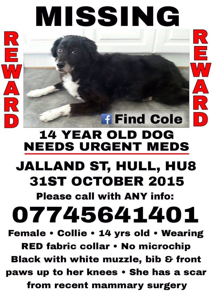 The_Animal_Team's tweet photo. #missing Hull #yorkshire please help to get this elderly dog reunited with her elderly owner #RT https://t.co/DxBeoJR3oR