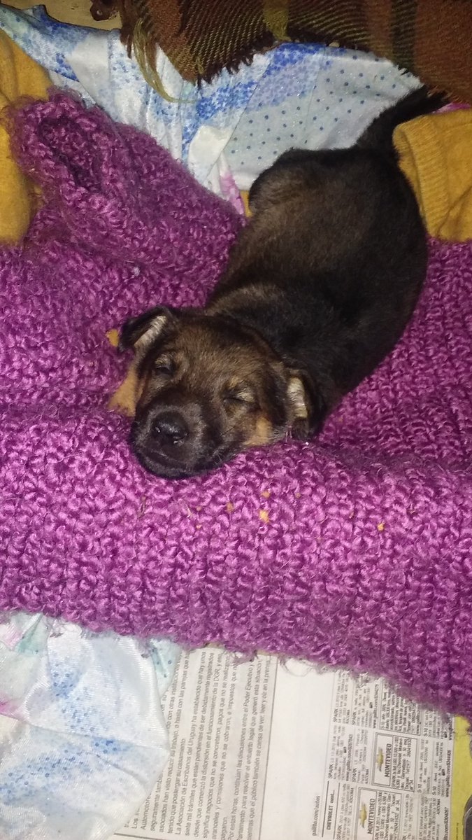 Elizabeth Hernandez tweet media