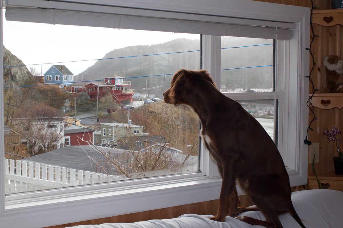 AdamJCormier's tweet photo. Jojo likes to keep an eye on the neighbourhood for me while I write. #musedog #Stjohns #thebattery https://t.co/rul0vxjBMv