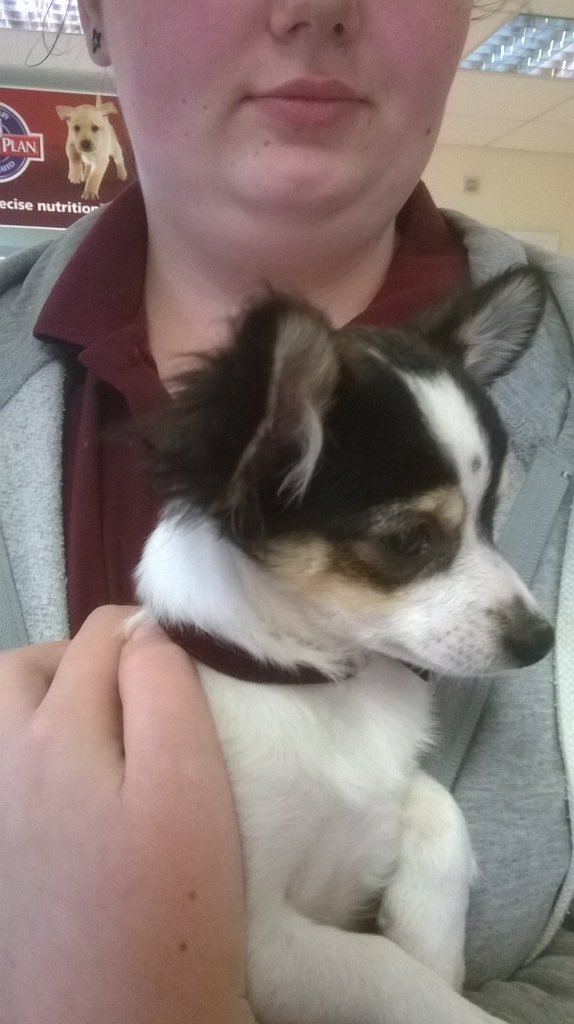 The_Animal_Team's tweet photo. #found #chihuahua puppy tri coloured 4mo old dumped in a bag in a bin at Tesco #chineham #Basingstoke 01256844844 https://t.co/B5CsTmLEc1
