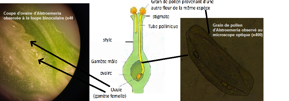 KimberleyCTran's tweet photo. Sans abeilles, le pollen ne peut être déposé sur le stigmate pour féconder l'ovule. #FloraTS2015 #TSfleurfruit2015 https://t.co/irDWBSBdYM