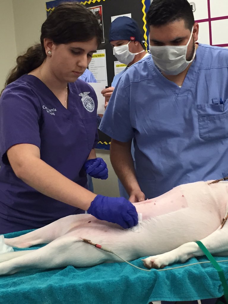 FergusonFFA's tweet image. Not your normal day in vet ....but AWESOME EXPERIENCE! #spayneuter #inclasslearning @FergusonSHS @CTEMiami