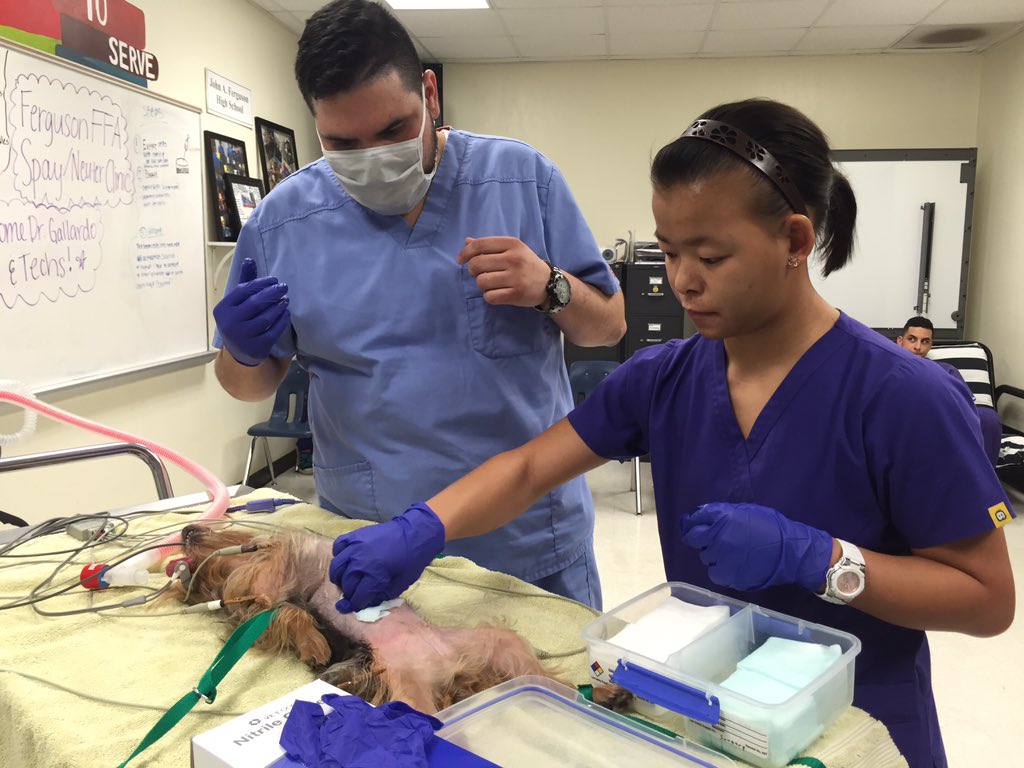 FergusonFFA's tweet image. Not your normal day in vet ....but AWESOME EXPERIENCE! #spayneuter #inclasslearning @FergusonSHS @CTEMiami