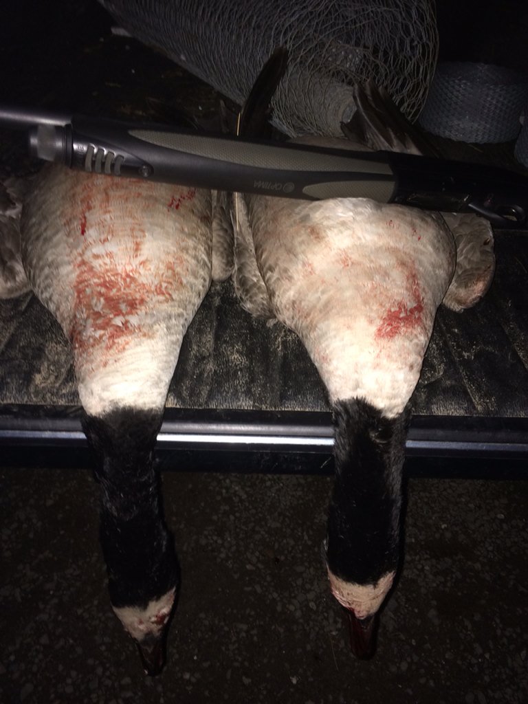 simon_hadfield's tweet photo. RC Atomic steel 36g 3's made it 100% success this evening @rc_cartridges #cleankills https://t.co/bkisEviM7J https://t.co/dx8j25sY2G