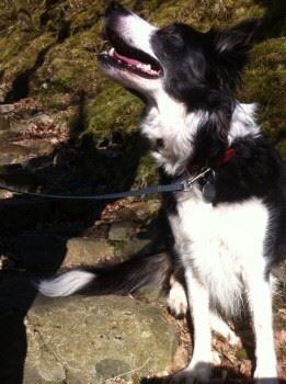 The_Animal_Team's tweet photo. Looking for Ruby #stockport #rt https://t.co/azpZKe9nMm