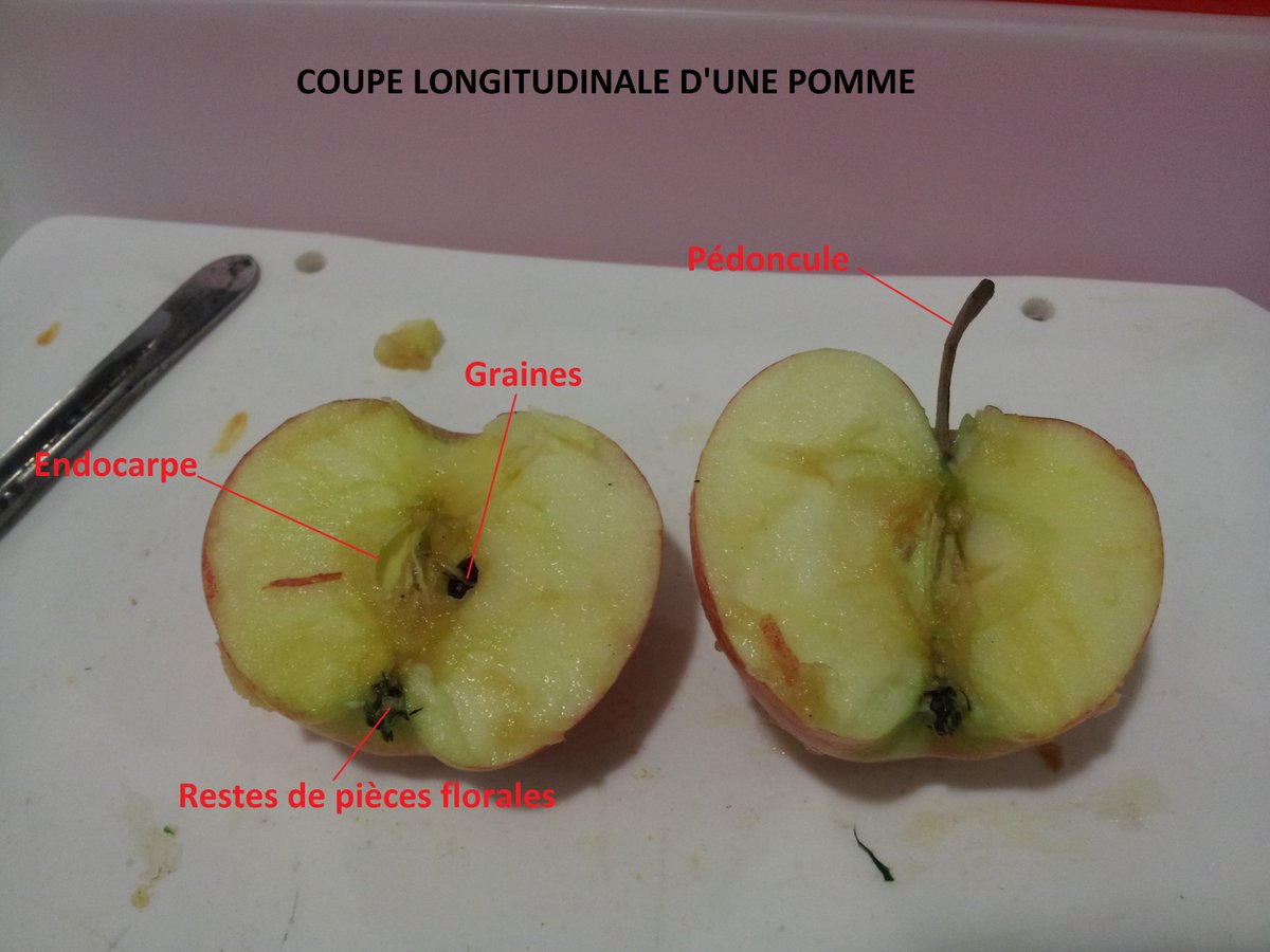 LeaPapillon's tweet photo. Coupe longitudinale d'une pomme. Les graines assurent la pérennité des espèces. #FloraTS2015 #TSfleurfruit2015 https://t.co/GSNN0vfHLB