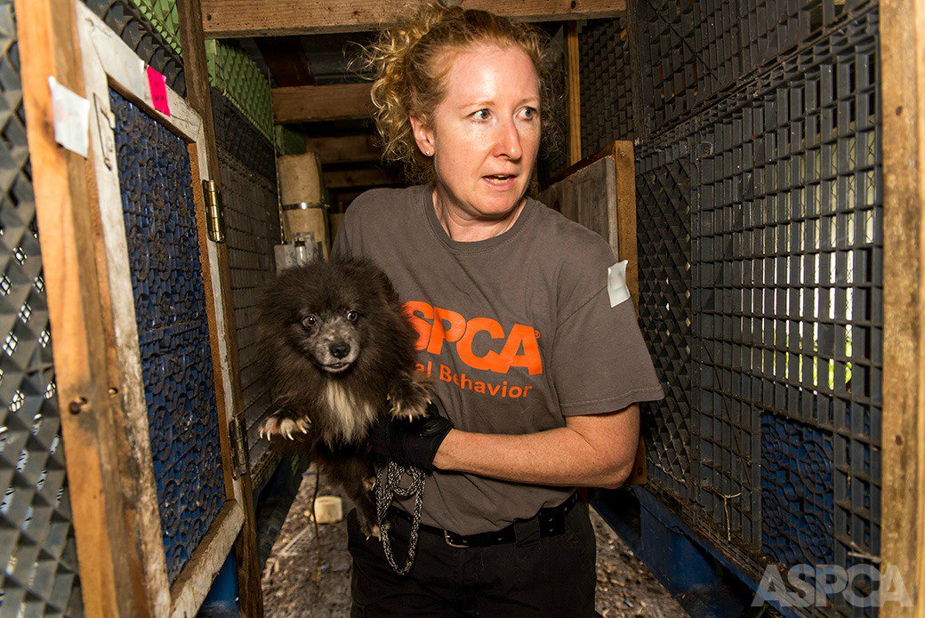 ASPCA's tweet photo. ICYMI: We've rescued over 100 #dogs from a puppy mill in #Florida. https://t.co/Xz6QuX0MR3 #FLrescue https://t.co/fViKAbDx9k