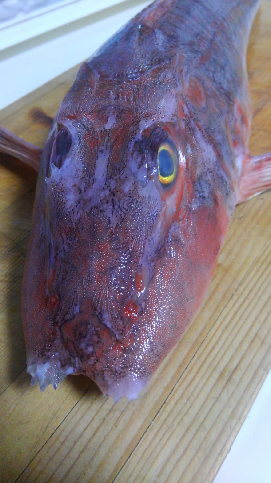 魚屋さん ワクチン おはようございます ムーミンみたいなこのお魚の名前はホウボウと言います 綺麗な胸鰭と足のように進化した腹鰭が特徴的な魚で お刺身やブイヤベースにすると美味しい魚です W 雑魚じゃないよ W T Co