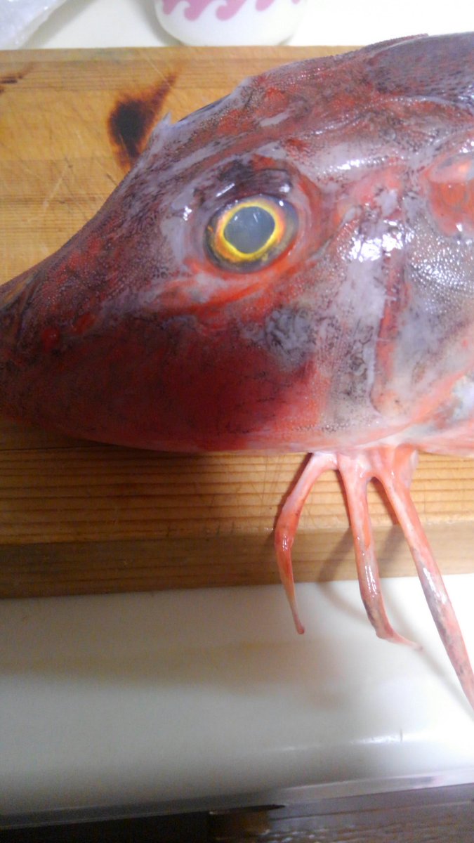 魚屋さん ワクチン おはようございます ムーミンみたいなこのお魚の名前はホウボウと言います 綺麗な胸鰭と足のように進化した腹鰭が特徴的な魚で お刺身やブイヤベースにすると美味しい魚です W 雑魚じゃないよ W T Co