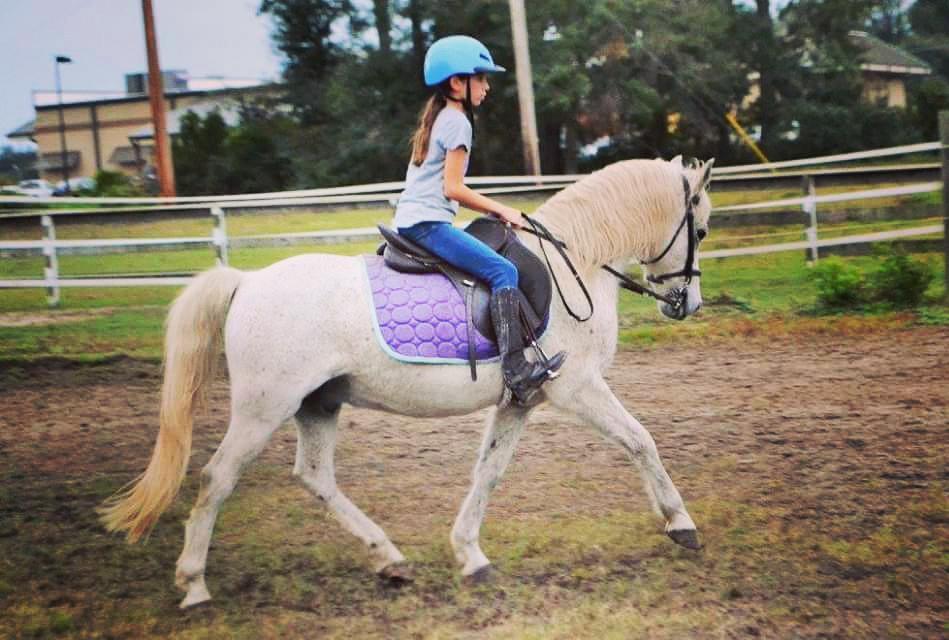 EQPpics's tweet photo. Post by ottb_addiction_horse_lover: Sara and Oliver!! #fancypony #olivertwist #showpony #perfect #dressage https://t.co/qO8X1IN9XG