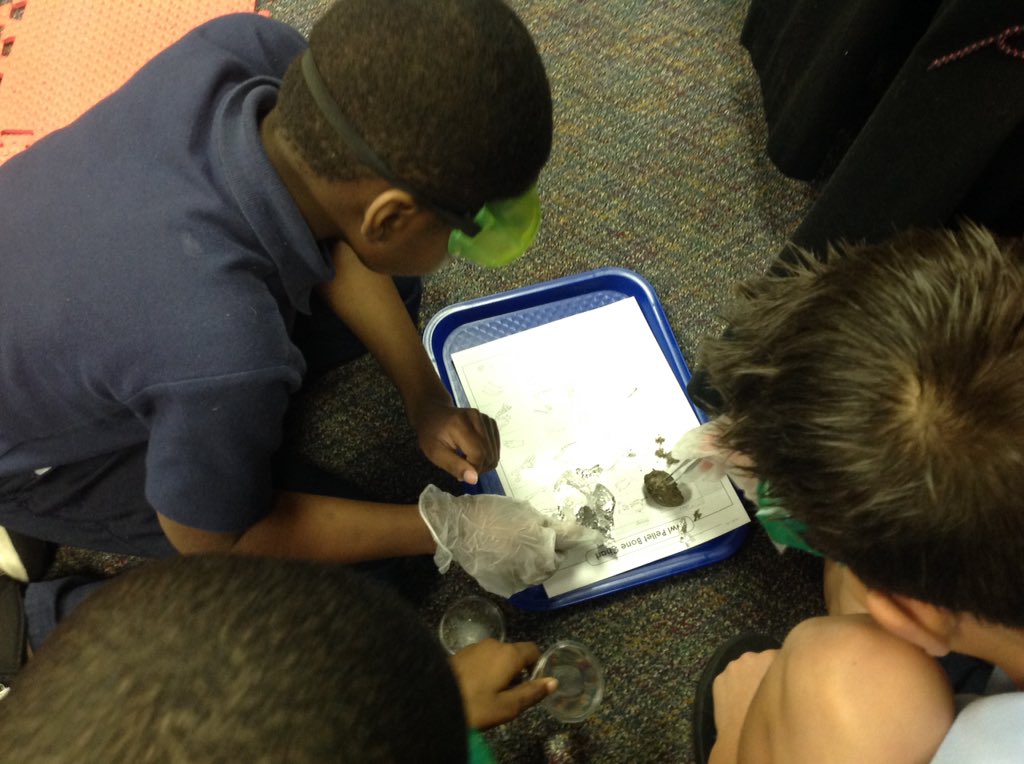 SankerDiane's tweet photo. Owl pellet dissection was "AWESOME", as many students put it :) #engagedstudents=qualitylearning https://t.co/j48e7Gd0gB