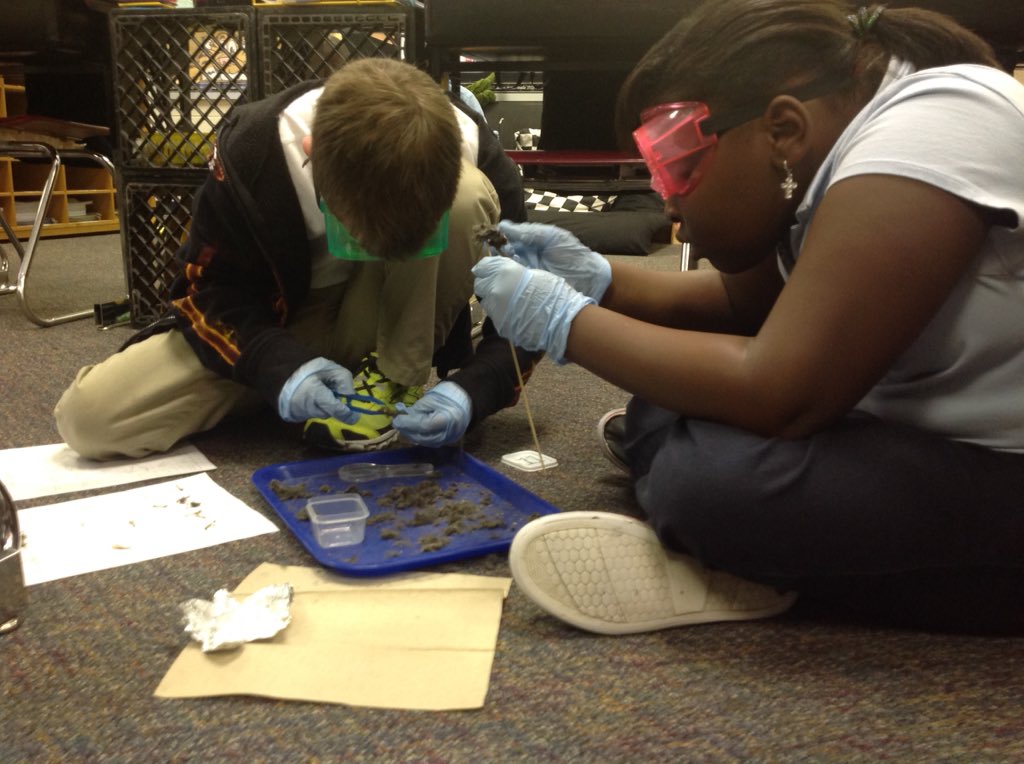 SankerDiane's tweet photo. Owl pellet dissection was "AWESOME", as many students put it :) #engagedstudents=qualitylearning https://t.co/j48e7Gd0gB