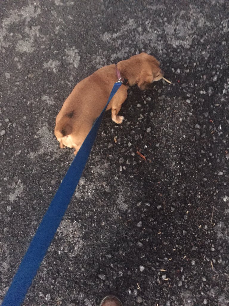 Andrea_Carter18's tweet photo. @SWVLProject #SWVLEast
Took my dog for a walk π https://t.co/ke2k8dScDV