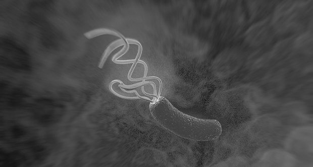 laboratorynews's tweet photo. #Helicobacter pylori’s gut-grabbing grip has revealed some unique #evolutionaryadaptations https://t.co/ztHOUxBwtB https://t.co/AJodo93YWf