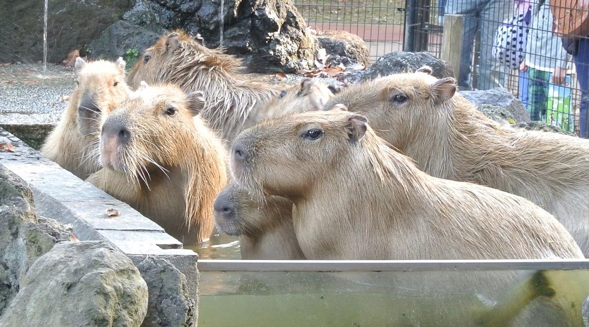 フォートラベル V Twitter カピバラ温泉が 埼玉こども動物自然公園で 明日からはじまります 今年は 赤ちゃんもお風呂に入るみたい 昨年の様子はこちら まめ猫さんの旅行記 T Co Mav2cnxrry フォートラベル 旅行 T Co Aygmqfcbb6