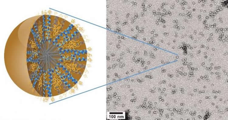 NeuroscienceNew's tweet photo. Nanocarriers Cross Blood-Brain Barrier to Transport Brain Cancer Drugs https://t.co/7HD22bv5vq #cancer #neuroscience https://t.co/Y8riaIcH1l