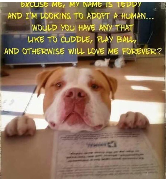 CARE Humane Society™ tweet media