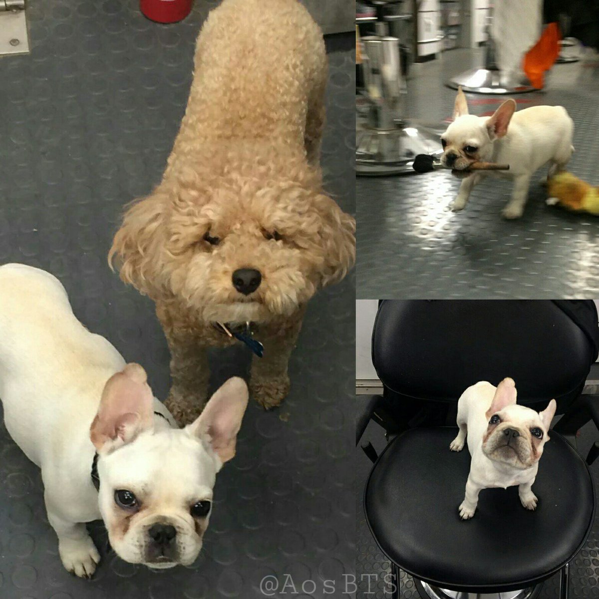 AoSBTS's tweet photo. Behind the scenes with #AgentArthur and #AgentWally! ๐๐พ
#DogsOfShield #AgentsofSHIELD https://t.co/WUmoLh11If