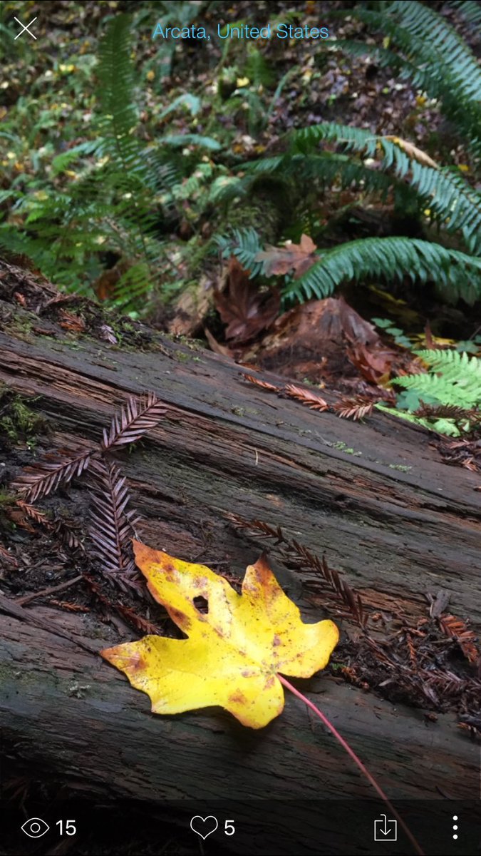 peekshareapp's tweet photo. The fall foliage in #Humboldt County is kind of perfect. #peekit #californialove @VisitCA @HumCoGov https://t.co/LBzkQOH2mk
