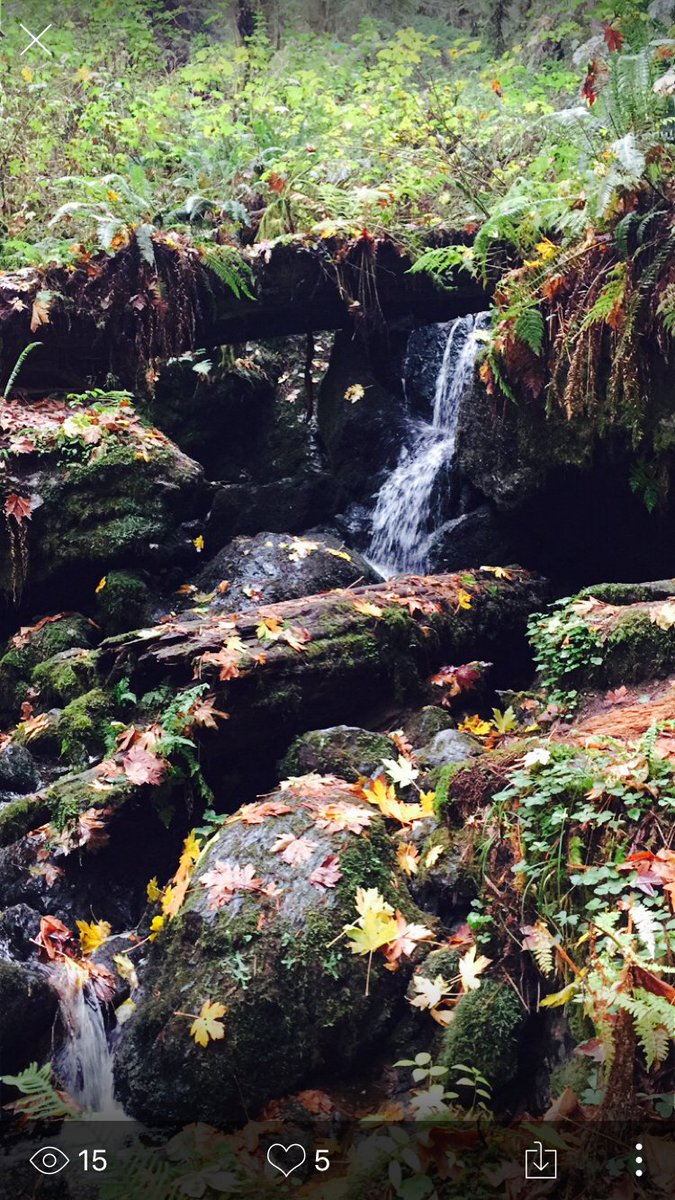 peekshareapp's tweet photo. The fall foliage in #Humboldt County is kind of perfect. #peekit #californialove @VisitCA @HumCoGov https://t.co/LBzkQOH2mk