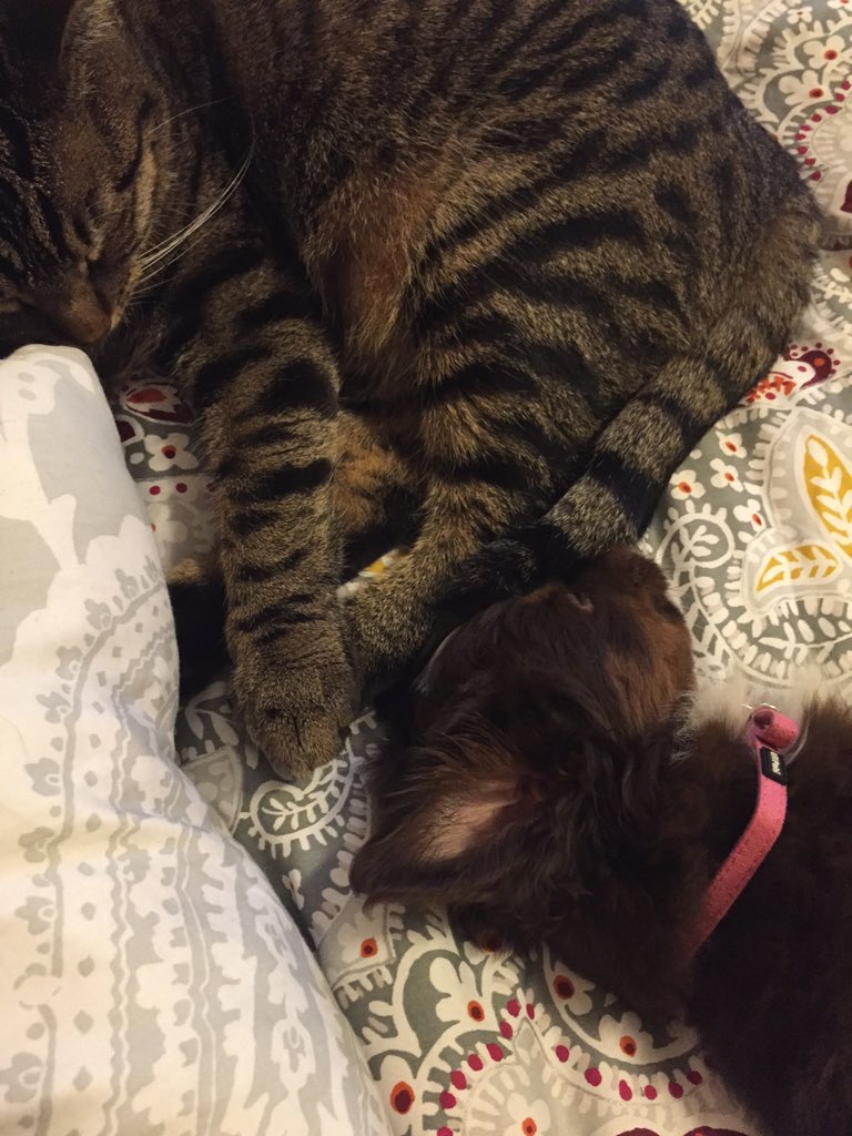 MissJessicaRene's tweet photo. My fur babies 💕 https://t.co/Rv4m1wEmbj